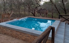 Kruger National Park South Accommodation at 3875 Eagle | Viya