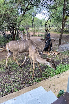 Kruger National Park South Accommodation at Die Grofhuis | Viya