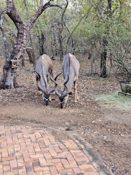 Kruger National Park South Accommodation at Mbuni Bush Cottage | Viya