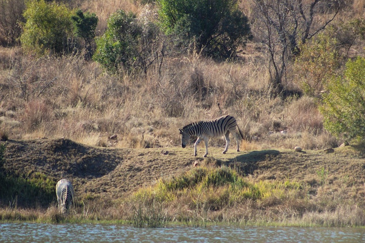 Waterberg Accommodation at Sitruskloof Holiday House | Viya