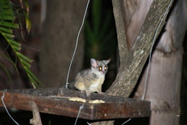 Kruger National Park South Accommodation at  | Viya