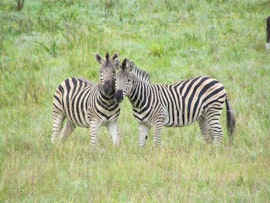 KwaZulu-Natal Accommodation at Tillietudlem Nature Reserve | Viya