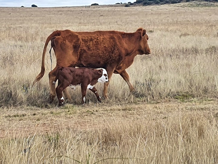 Free State Accommodation at Felicitas Guest Farm | Viya