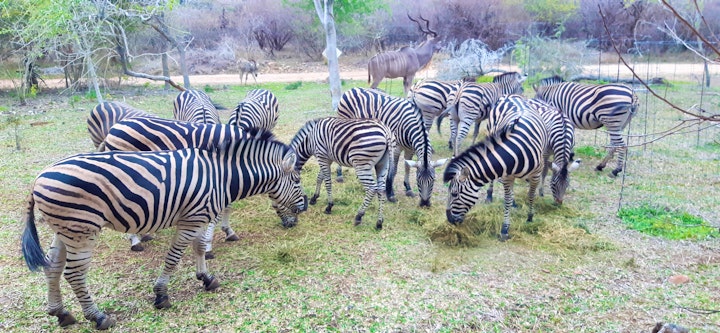 Kruger National Park South Accommodation at Kruger Riverside Lodge | Viya