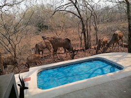 Kruger National Park South Accommodation at Bushbuck Rest | Viya