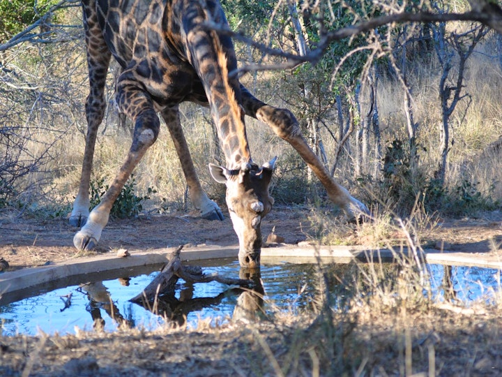 Limpopo Accommodation at Ku Sungula Safari Lodge | Viya