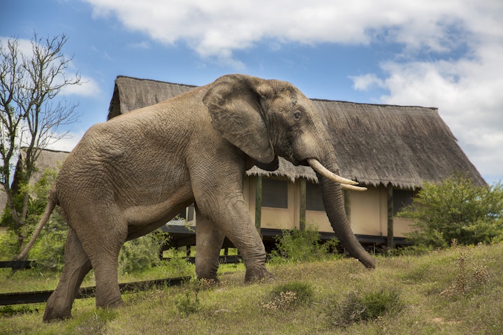 Eastern Cape Accommodation at Gorah Elephant Camp | Viya