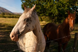 Western Cape Accommodation at Fairfield Cottages | Viya