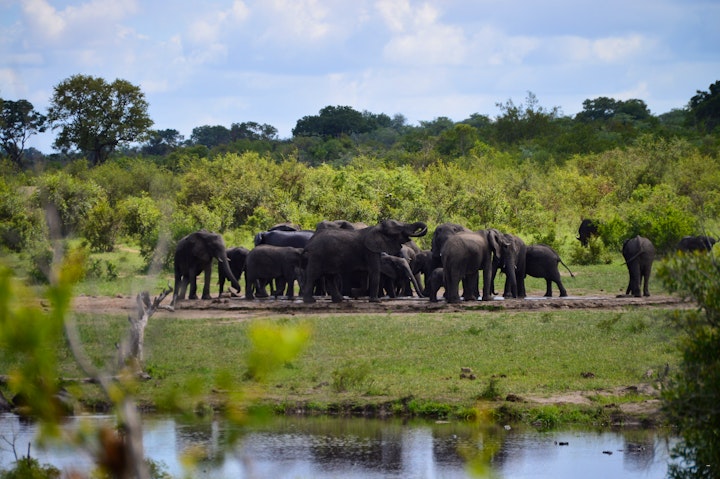 Kruger National Park South Accommodation at Pan African Safari | Viya