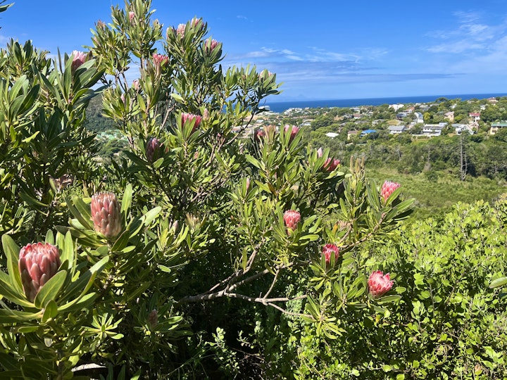 Garden Route Accommodation at The Lily Suite Plett | Viya