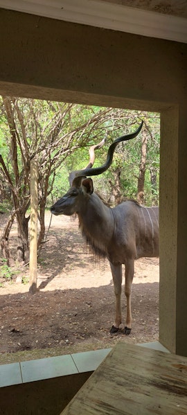 Kruger National Park South Accommodation at  | Viya