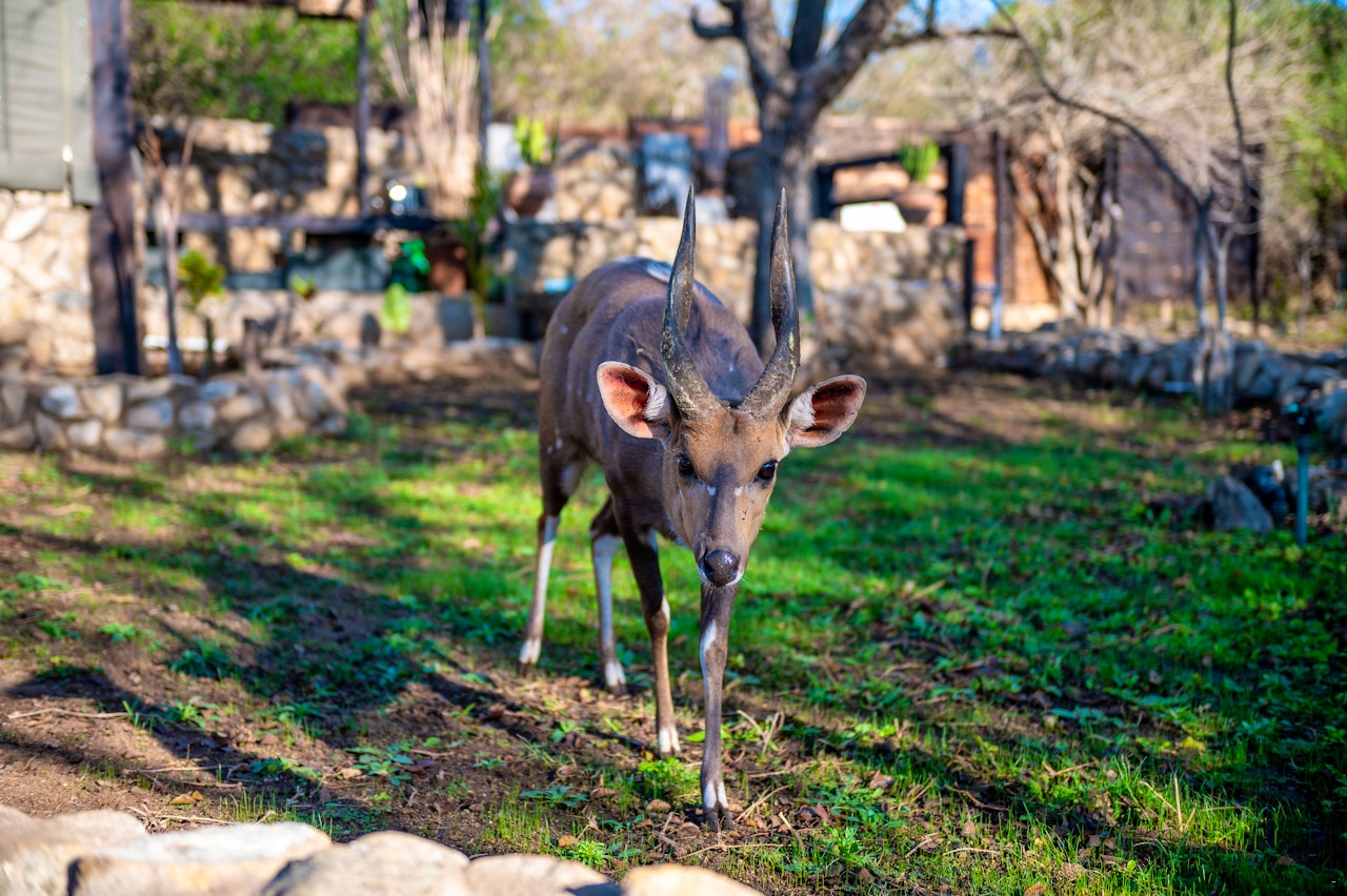 Kruger National Park South Accommodation at  | Viya