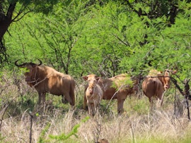 Limpopo Accommodation at Kruisrivier Nature Reserve | Viya