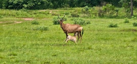 Waterberg Accommodation at  | Viya