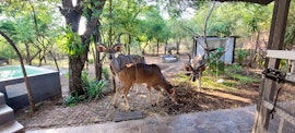 Kruger National Park South Accommodation at  | Viya