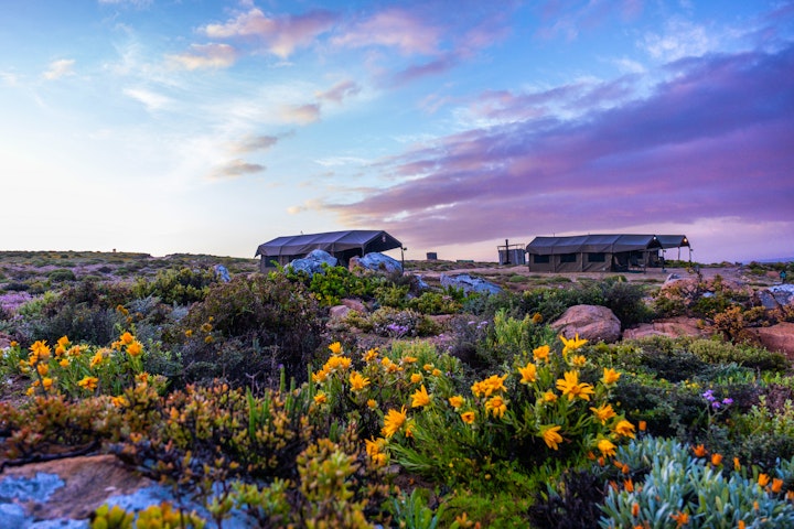 Northern Cape Accommodation at Namaqua Flower Beach Camp | Viya