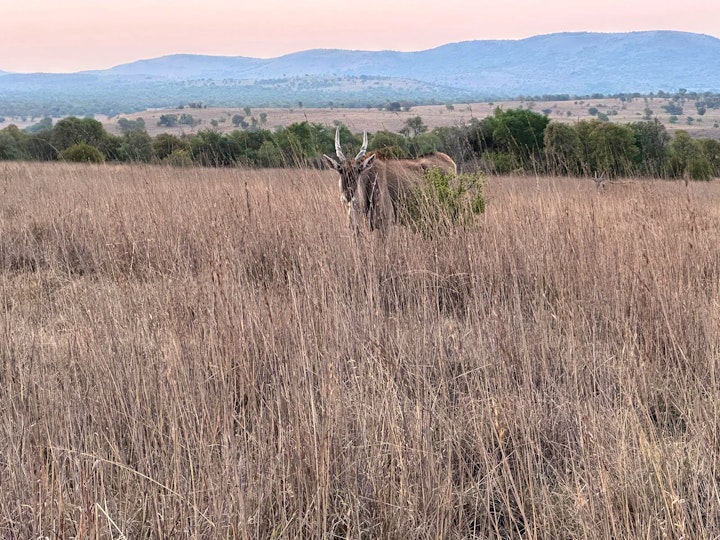 Limpopo Accommodation at Zante's Bushveld Bliss | Viya