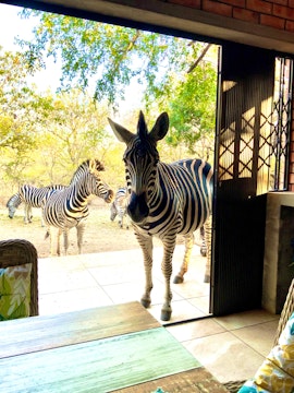 Kruger National Park South Accommodation at 1078 Wildgoose Road | Viya