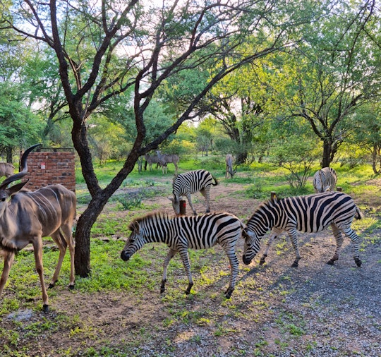 Kruger National Park South Accommodation at  | Viya