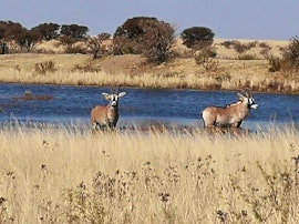 Northern Free State Accommodation at Bosrand Glamping | Viya