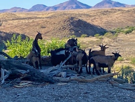 Namibia Accommodation at Niedersachsen Guestfarm | Viya