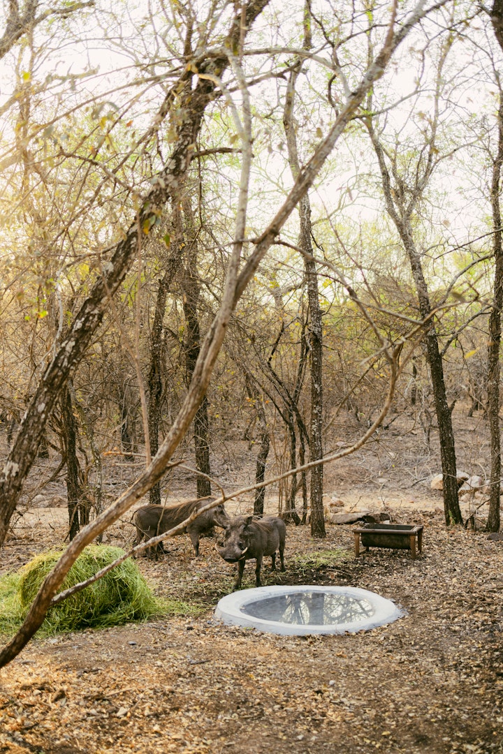 Kruger National Park South Accommodation at Leopard's Khaya | Viya