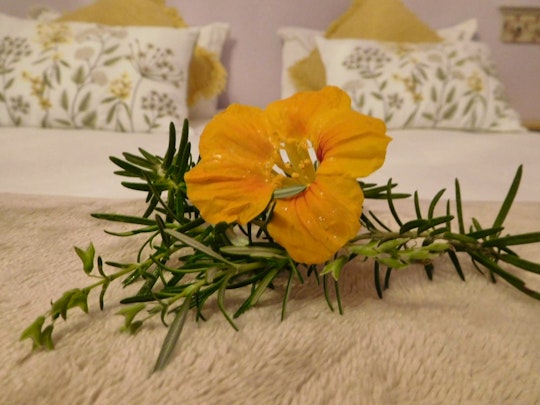 Cape Winelands Accommodation at  | Viya