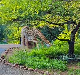 Kruger National Park South Accommodation at Meant to Be | Viya