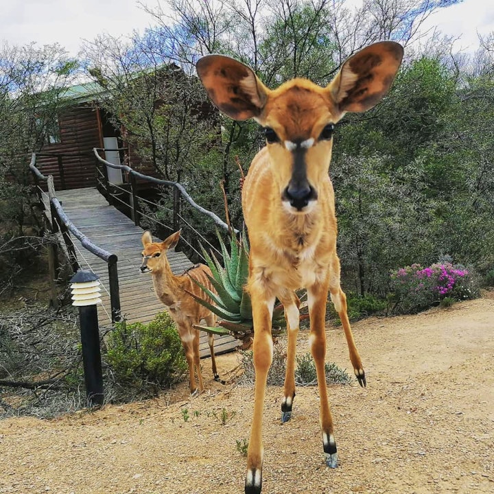 Western Cape Accommodation at Chandelier Game Lodge & Ostrich Show Farm | Viya