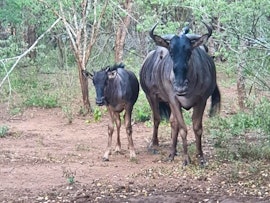 Kruger National Park South Accommodation at Marloth Cottage | Viya