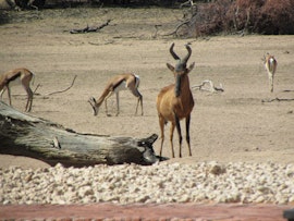 Namibia Accommodation at Kalahari Game Lodge | Viya