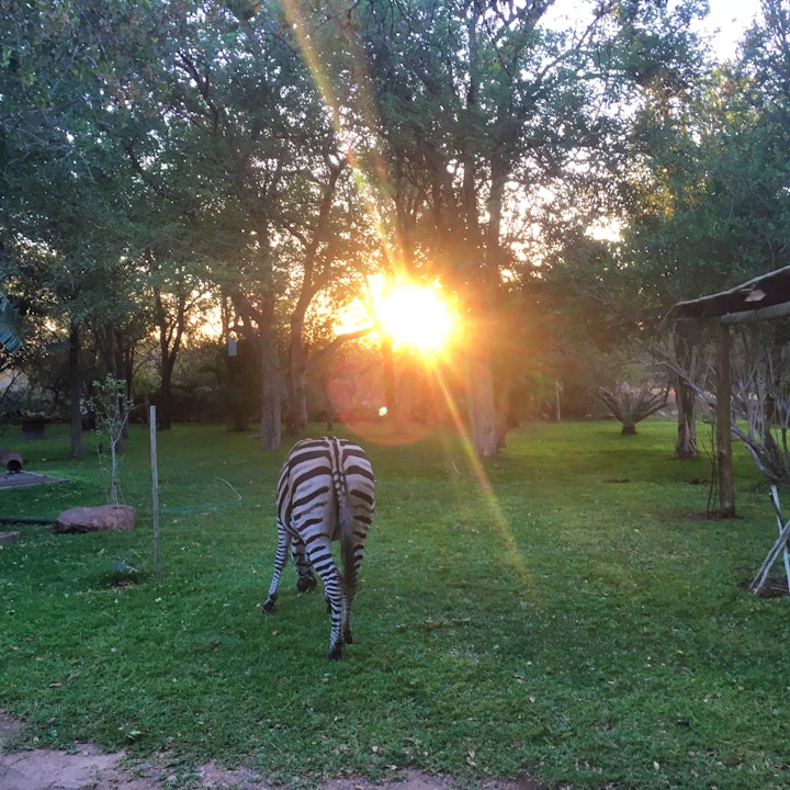 Kruger National Park South Accommodation at Doringpoort: Delagoadoring | Viya