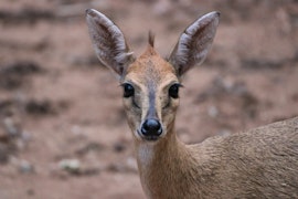 Kruger National Park South Accommodation at McGregor Blue | Viya