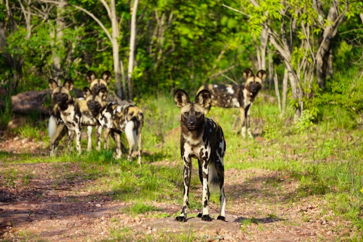 Limpopo Accommodation at Skurwebank Lodge | Viya