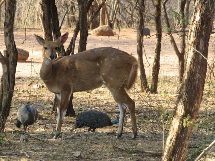 Mpumalanga Accommodation at 515 on Warthog by the River | Viya