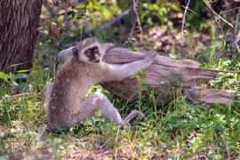 Kavango East Accommodation at White Sands Lodge and Camping | Viya