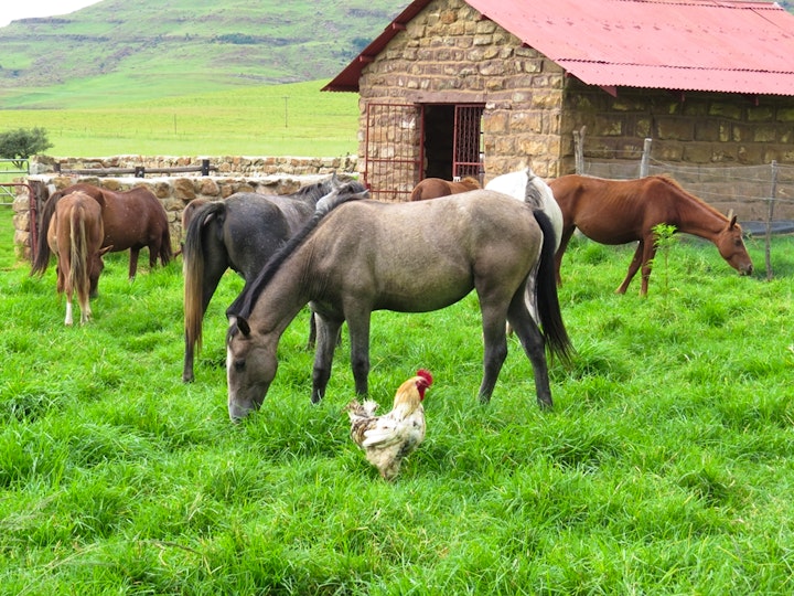 KwaZulu-Natal Accommodation at Fairbairn Guest Farm | Viya