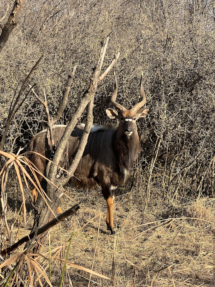 Bojanala Accommodation at Zonneschijn Wildsplaas | Viya