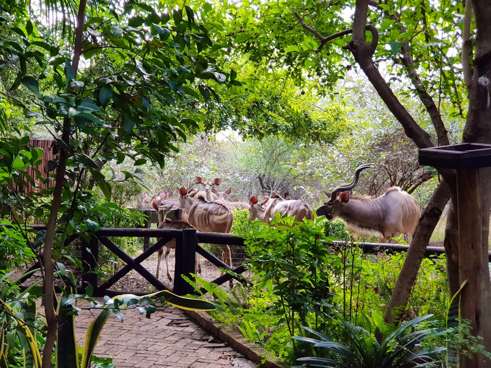 Kruger National Park South Accommodation at  | Viya