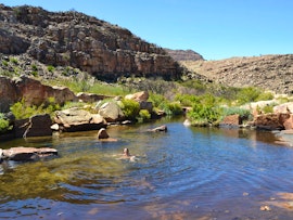 Western Cape Accommodation at Cederberg Algeria - Grey Rhebok | Viya