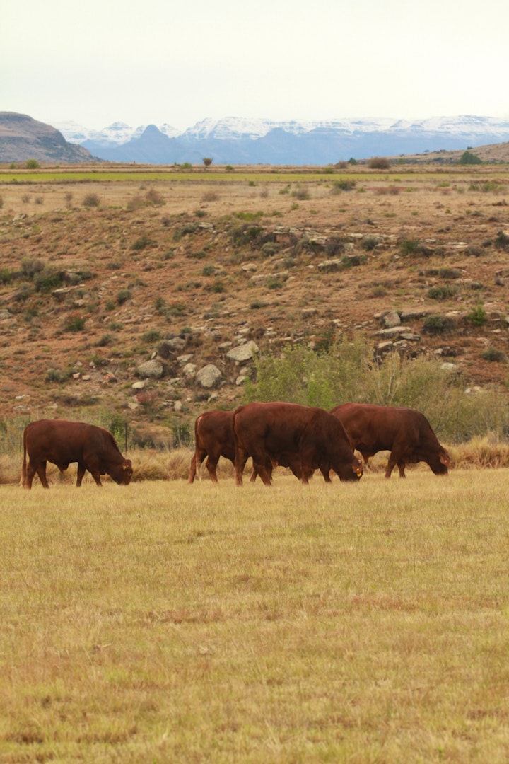 Free State Accommodation at Blackwoods Farm Cottages | Viya