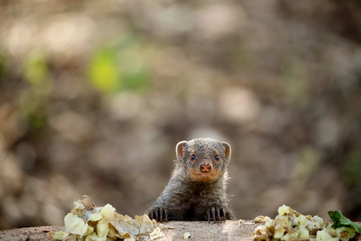 Kruger National Park South Accommodation at Ou Maat | Viya