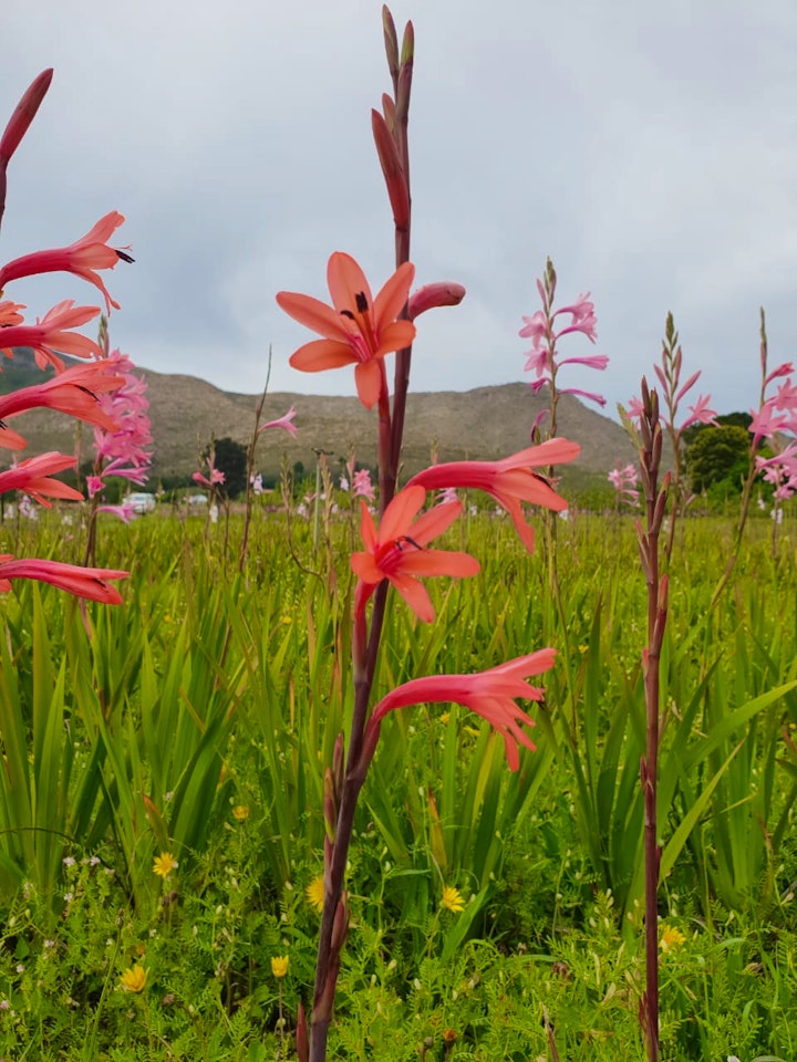 Eastern Cape Accommodation at Grootnek Guest Farm | Viya