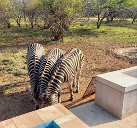 Kruger National Park South Accommodation at Impala Lily | Viya