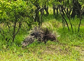 Kruger To Canyons Accommodation at Buffaloland Safaris - Nyati Pools Camp | Viya