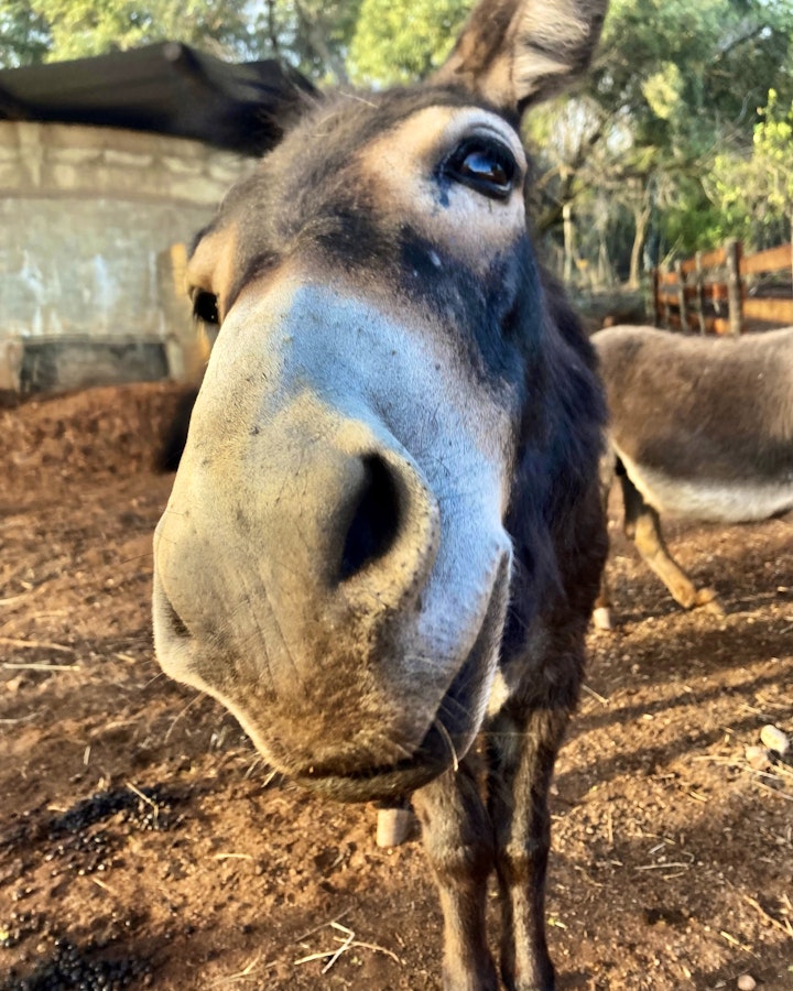 Gauteng Accommodation at The Donkey Dairy Kothuis - Plaaswerf Verblyf | Viya