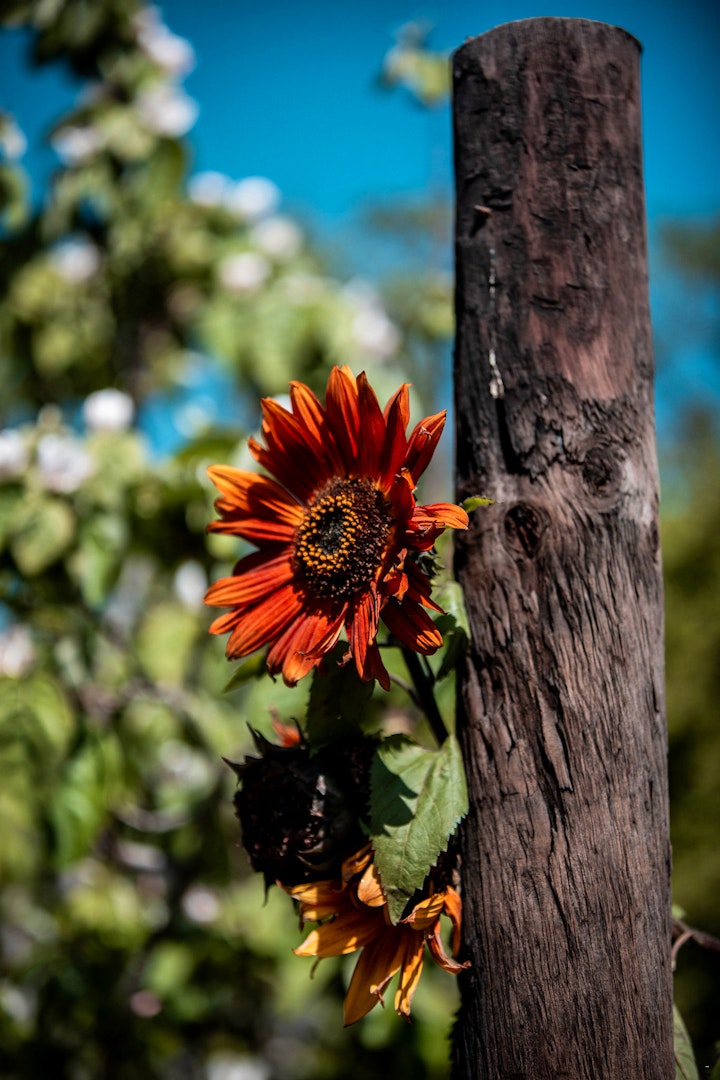 Western Cape Accommodation at The Lark @ De Weiglhuys Farm | Viya