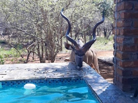 Kruger National Park South Accommodation at  | Viya