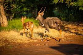 Waterberg Accommodation at  | Viya