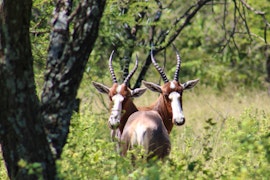 Bojanala Accommodation at Mgankla Lodge | Viya